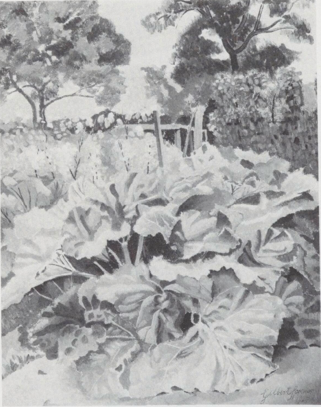 The Rhubarb Patch